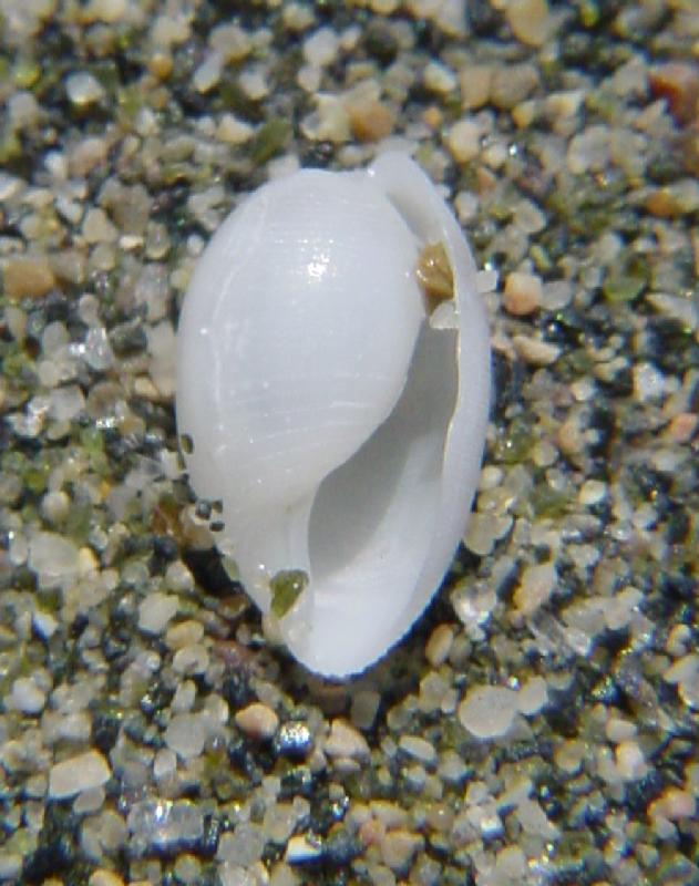 Roxania utriculus